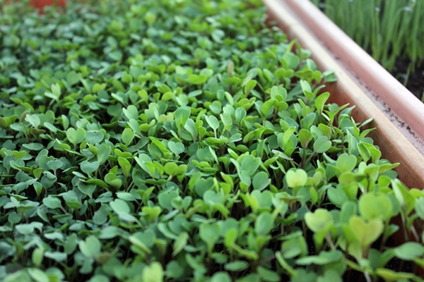 Microgreens als Geschäftsidee für Gärtnereien, frisches Gemüse im Winter