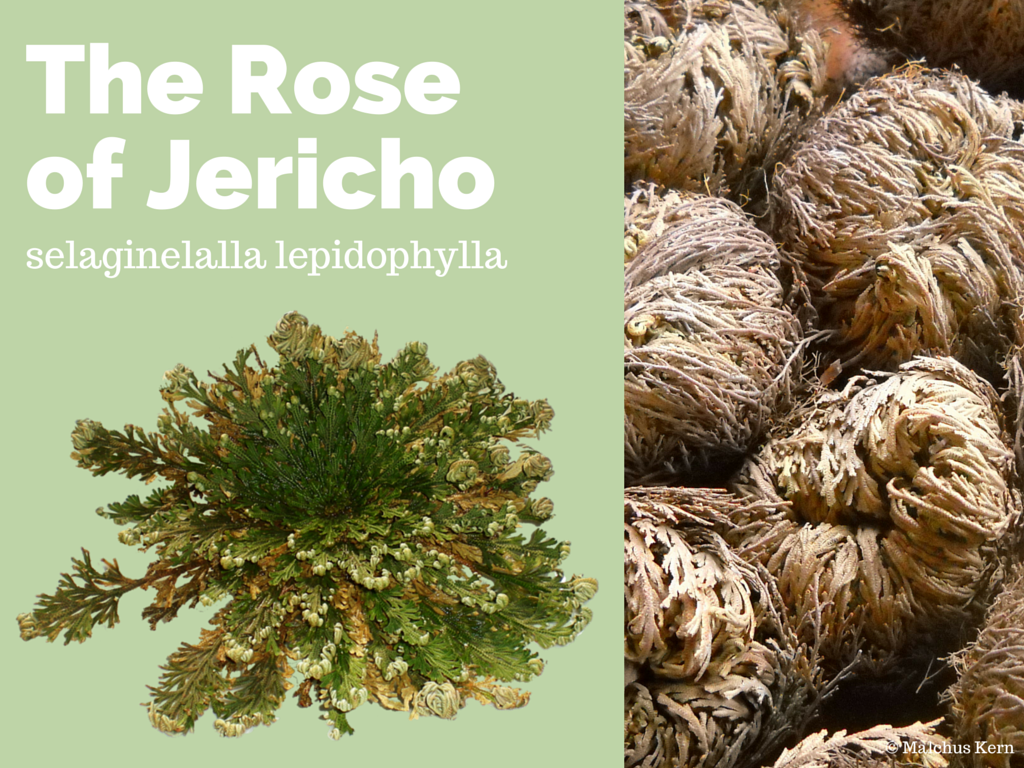 Rose von Jericho Geschenk Wunderpflanze Selaginella lepidophylla Wüstenrose 