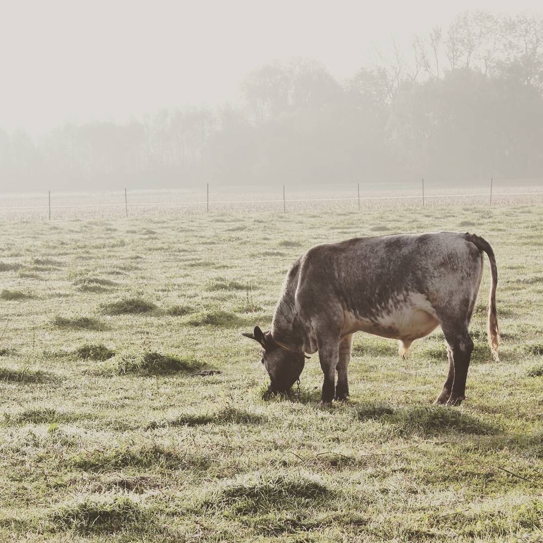 Eine Kuh grast auf einer herbstlich und nebligen Weide