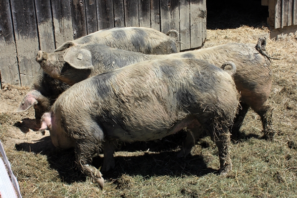 das Restschwein frisst gegen Lebensmittelverschwendung - spannende Geschäftsidee für Direktvermarkter