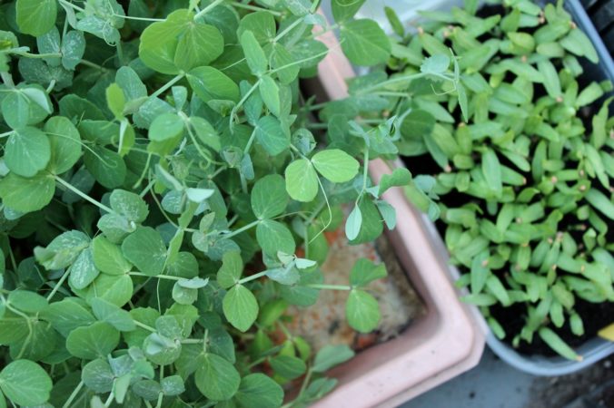 Mini Erbsenpflanzen als Microgreens für Salate, Smoothies und mehr