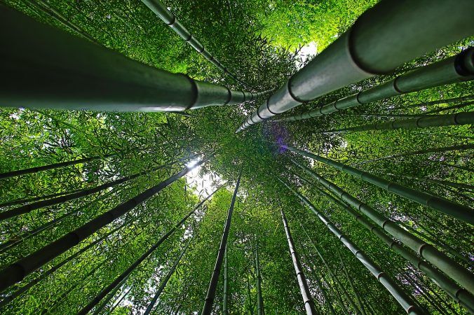 Geschäftsidee Bambus als Pulver in kompostierbaren Tassen