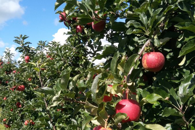 Äpfel am Bodensee werden schon jetzt bio-vegan angebaut - eine Geschäftsidee für Landwirte